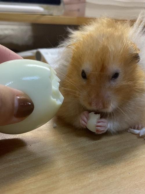 仓鼠能吃鸡蛋吗