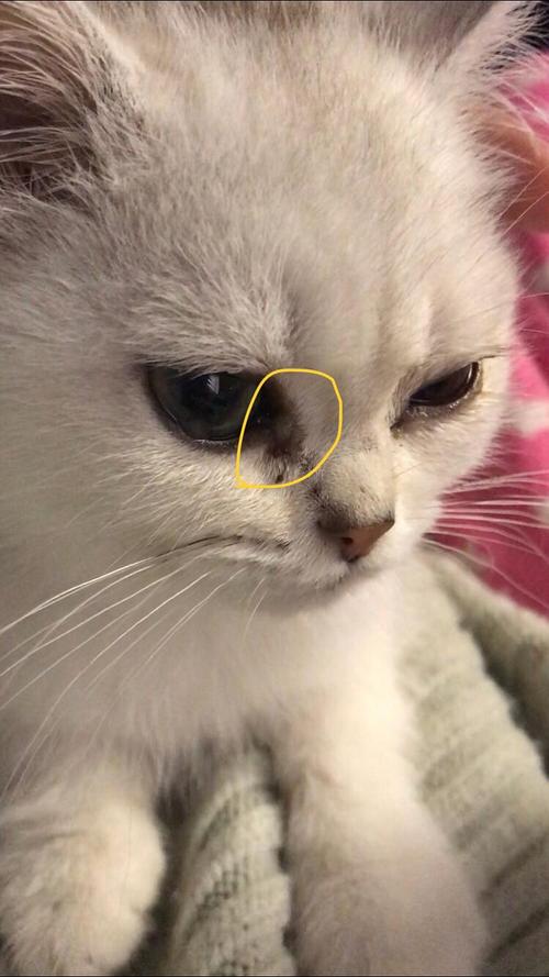 猫鼻支的早期症状
