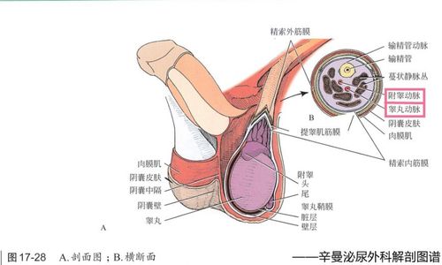 睾丸结构图的相关图片